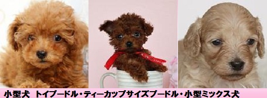 トイプードルティーカッププードル 小型犬のミックス犬の子犬 ブリーダー直販 子犬販売 ドッグリアン東京