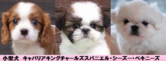 キャバリアキングチャールズスパニエル シーズー ペキニーズの子犬 ブリーダー直販 子犬販売 ドッグリアン東京