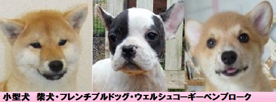 フレンチブルドッグ 柴犬 ウェルシュコーギーペンブロークの子犬 ブリーダー直販 子犬販売 ドッグリアン東京