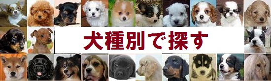 千葉県の犬種別子犬情報