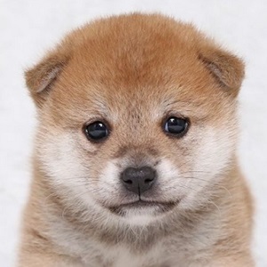 柴犬のブリーダーの子犬販売17年5月生まれ ブリーダー直販子犬販売 ドッグリアン東京