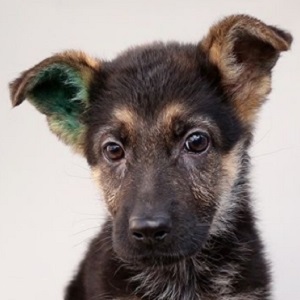 ジャーマンシェパードの子犬販売17年10月生まれ ブリーダー直販子犬販売 ドッグリアン東京
