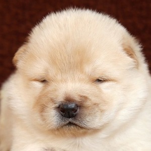 チャウチャウの子犬販売18年3月生まれ ブリーダー直販子犬販売 ドッグリアン東京