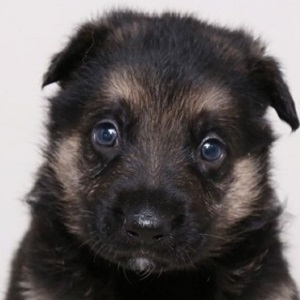 ジャーマンシェパードの子犬販売18年4月生まれ ブリーダー直販子犬販売 ドッグリアン東京