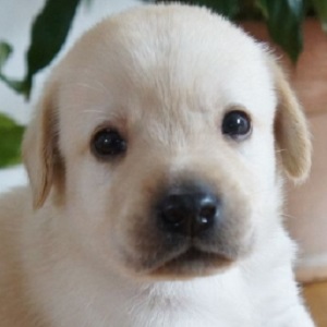 ラブラドールレトリバーの子犬販売18年7月生まれ ブリーダー直販子犬販売 ドッグリアン東京