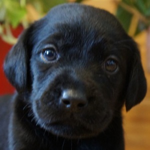 ラブラドールレトリバーの子犬販売18年9月生まれ ブリーダー直販子犬販売 ドッグリアン東京