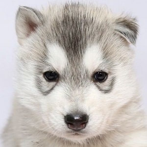 シベリアンハスキーの子犬販売18年12月生まれ ドッグリアンのブログ