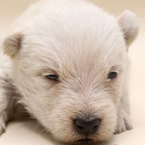 スコッチテリアの子犬販売18年12月生まれ ブリーダー直販子犬販売 ドッグリアン東京