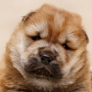 チャウチャウのブリーダー子犬販売19年1月生まれ ブリーダー直販子犬販売 ドッグリアン東京