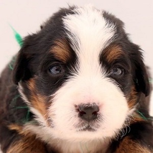 バーニーズマウンテンの子犬販売19年1月生まれ ブリーダー直販子犬販売 ドッグリアン東京