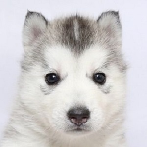 シベリアンハスキーの子犬販売19年5月生まれ ブリーダー直販子犬販売 ドッグリアン東京