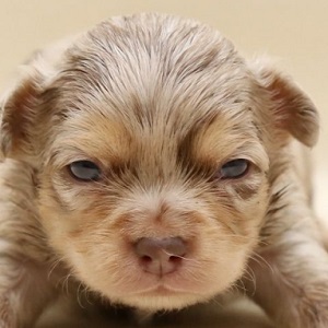 チャウチャウのブリーダー子犬販売19年11月生まれ ブリーダー直販子犬販売 ドッグリアン東京