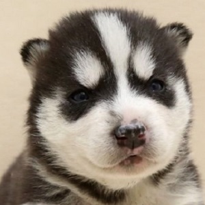 シベリアンハスキーの子犬販売年1月生まれ ドッグリアンのブログ
