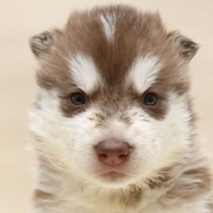 シベリアンハスキーの子犬販売年1月生まれ ブリーダー直販子犬販売 ドッグリアン東京