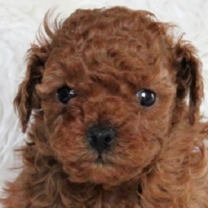 トイプードルのブリーダーの子犬販売19年12月生まれ ブリーダー直販子犬販売 ドッグリアン東京