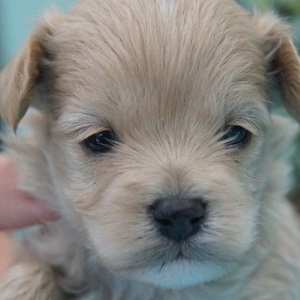 ミックス犬小型犬種の子犬販売年2月生まれ ブリーダー直販子犬販売 ドッグリアン東京