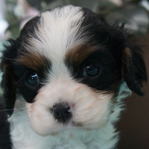 キャバリアのブリーダーの子犬販売年3月生まれ ブリーダー直販子犬販売 ドッグリアン東京
