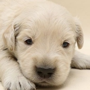 ゴールデンレトリバーの子犬販売年3月生まれ ブリーダー直販子犬販売 ドッグリアン東京