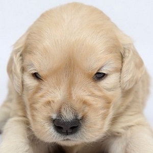 ゴールデンレトリバーの子犬販売年4月生まれ ブリーダー直販子犬販売 ドッグリアン東京