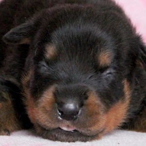 ロットワイラーのブリーダー子犬販売年5月生まれ ブリーダー直販子犬販売 ドッグリアン東京