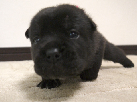 チャウチャウとブルドッグミックス犬年5月22日生まれの子犬 ブリーダー直販子犬販売 ドッグリアン東京