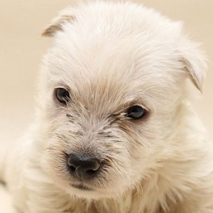 スコッチテリアの子犬販売年8月生まれ ブリーダー直販子犬販売 ドッグリアン東京