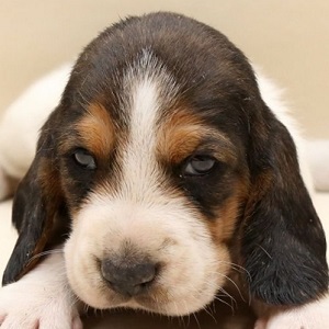 バセットハウンドのブリーダー子犬販売2020年8月生まれ ｜ ブリーダー 